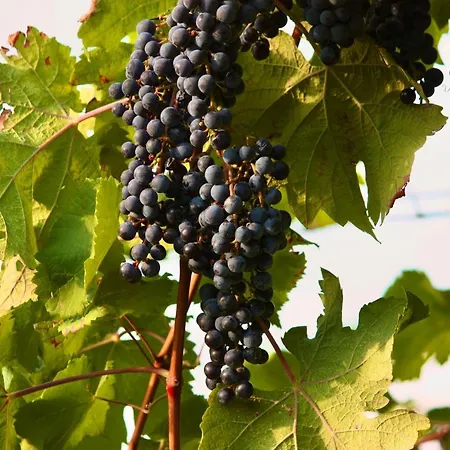 Weingut La Bagatta *