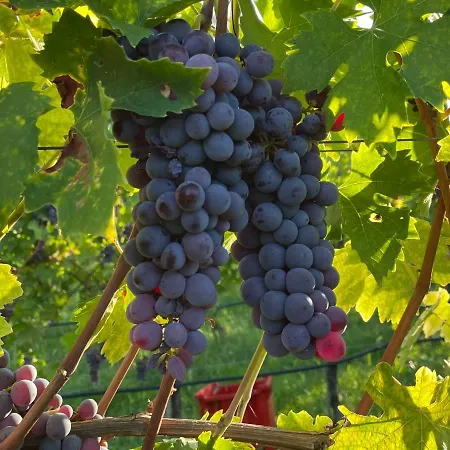 Weingut La Bagatta Διαμέρισμα